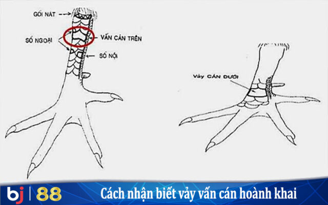 Khái niệm và cách nhận biết vảy vấn cán hoành khai