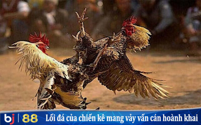 Lối đá của chiến kê mang vảy vấn cán hoành khai