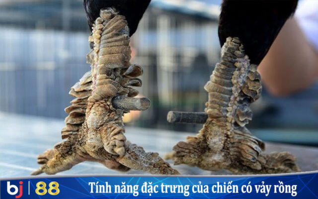 Tính năng đặc trưng của Chiến kê có Vảy Rồng