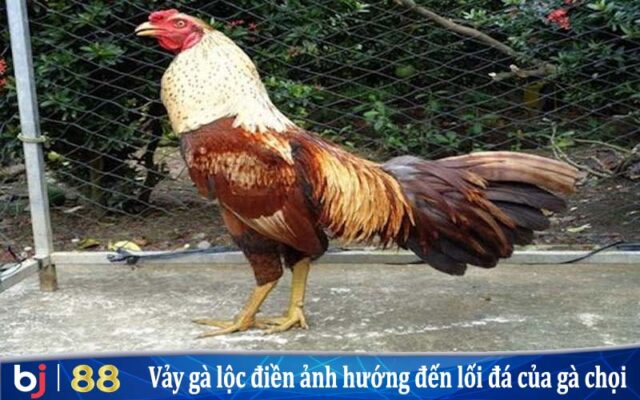 Ảnh hưởng của Vảy gà Lộc Điền đến tính cách và lối đá của gà chọi tại BJ88