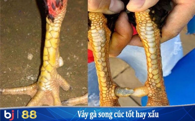 Vảy gà song cúc tốt hay xấu?