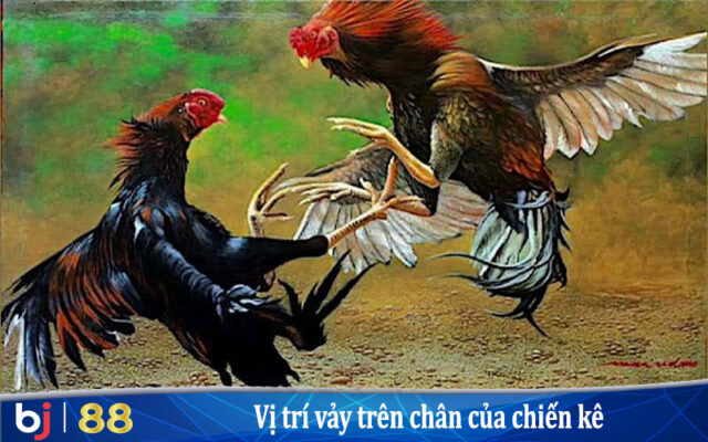 Vị trí của vảy trên chân của chiến kê