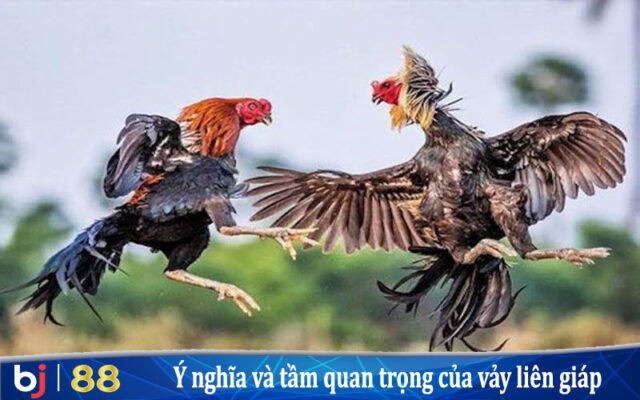 Ý nghĩa và tầm quan trọng của vảy tại Bj88